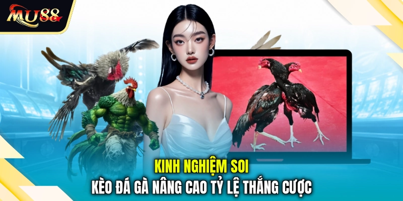 Kinh nghiệm soi kèo đá gà nâng cao tỷ lệ thắng cược