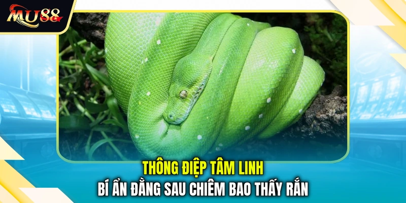Thông điệp tâm linh bí ẩn đằng sau chiêm bao thấy rắn